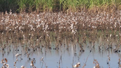 Tote-Baumwollpflanze-Mit-Weißen-Knospen-In-überfluteten-Gewässern-In-Sindh