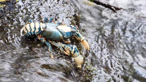 Unique-view-of-a-rare-and-protected-Lamington-spiny-crayfish-traveling-between-creek-systems