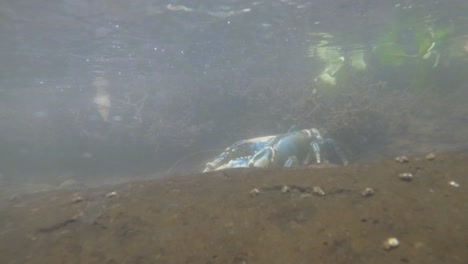 Lamington-spiny-blue-crayfish-crustacean-in-its-natural-habitat-creek-system