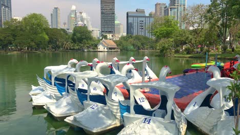 Hermosos-Botes-De-Cisne-Blanco-En-El-Lago-Del-Parque-Público-Lumphini,-Botes-De-Cisne-De-Servicio-Gratuito-Para-Turistas