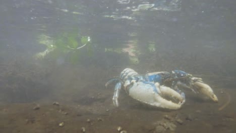 Unique-view-of-a-rare-and-protected-Lamington-spiny-crayfish-crustacean-underwater-in-its-natural-habitat-creek-system
