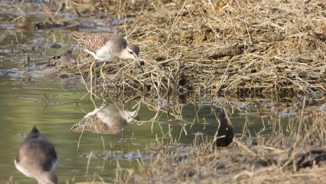Sandpiper---finding-food-in-pond-area-