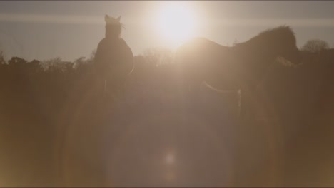 Ein-Blick-Auf-Laufendes-Pferd-Während-Des-Sonnenuntergangs