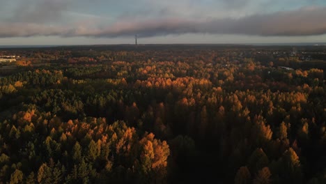 Drone-filming-forest,-yellow-trees-in-autumn-4K