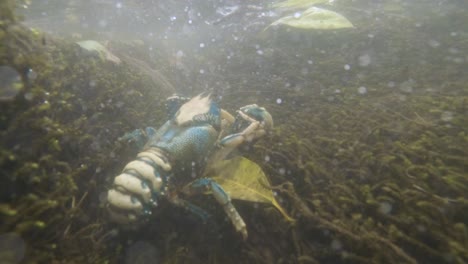 Unique-view-of-a-rare-and-protected-Lamington-spiny-crayfish-crustacean-underwater-in-its-natural-habitat-creek-system