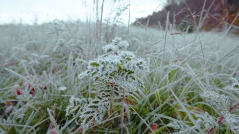 Close-Up-Shot-Of-Fresh-Icy-Grass-In-Frosty-Island-Of-Texel,-Netherlands
