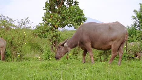 A-herd-of-buffalo-is-feeding-in-the-meadow