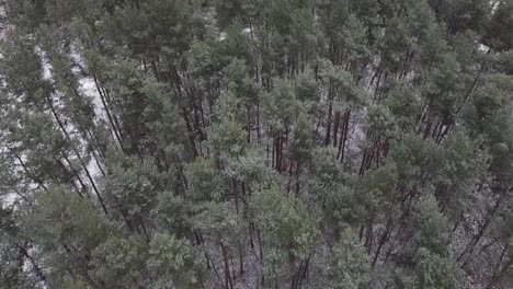 Drone-snowy-forest-trees-tracking-shot-on-a-green-forest