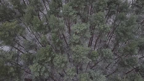 Verschneite-Waldbäume-Von-Oben-Nach-Unten-Drohnenluftaufnahme