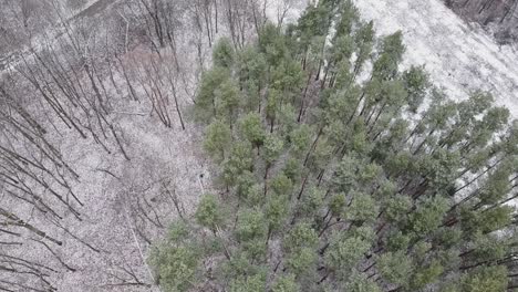 Drone-Warsaw-snowy-forest-trees-top-down-drone-go-higher