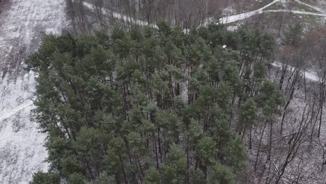 Verschneite-Waldbäume-Dolly-Mit-Drohne