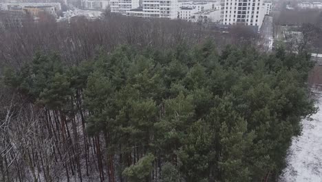 Drone-scenic-snowy-forest-trees-top-down-going-forward
