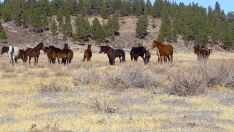 Prairie-full-of-horses,-mountain-herd-of-stallions