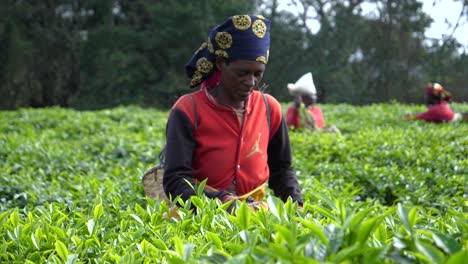 Woman-Harvesting-Tea-Leaves-in-Rwanda-Plantation-Farm-Field,-Africa