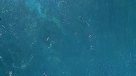 Drone-shot-straight-down-with-Sea-lions-playing-in-blue-ocean,-no-birds-in-shot,-in-La-Jolla,-California-during-king-tide