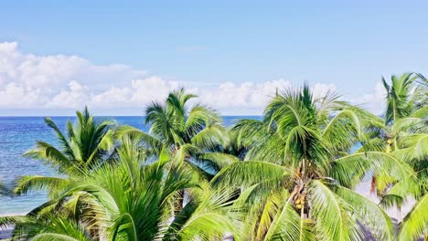 Riser-drone-shot-behind-palm-trees-on-beach-reveals-azure-Caribbean-sea