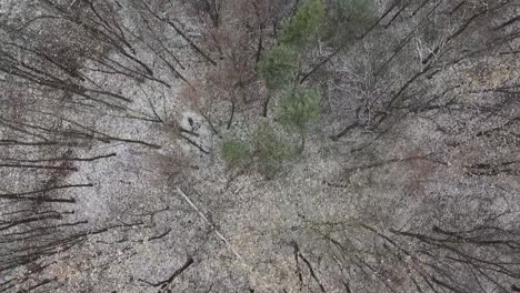 Direct-top-down-drone-shot-of-snowy-forest-with-colourful-fall-season-trees