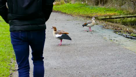 An-Egyptian-goose-standing-in-the-middle-of-a-footpath-along-the-Thetford-Little-River,-a-man-walking-briskly-along-the-walkway-startles-the-bird-as-it-dashes-towards-the-river-bank,-Norfolk,-England