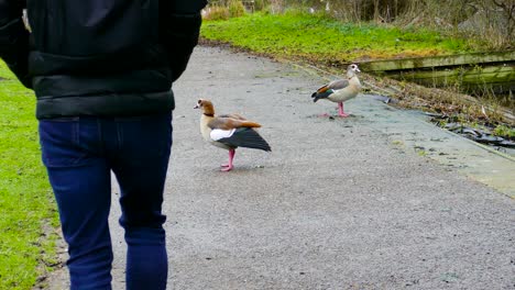 Eine-ägyptische-Gans,-Die-Mitten-Auf-Einem-Fußweg-Entlang-Des-Kleinen-Flusses-Thetford-Steht,-Ein-Mann,-Der-Zügig-Den-Gehweg-Entlang-Geht,-Erschreckt-Den-Vogel,-Als-Er-Zum-Flussufer-Rast,-Norfolk,-England