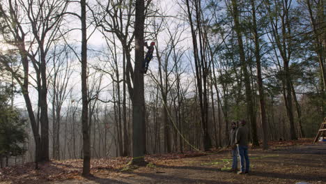 Mann-Schneidet-Äste-In-Baum,-Während-Andere-Stützseile-Am-Boden-Halten