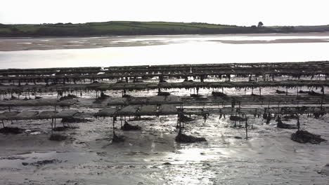 Criaderos-De-Ostras-En-El-Estuario-De-Camellos-Durante-La-Marea-Baja.