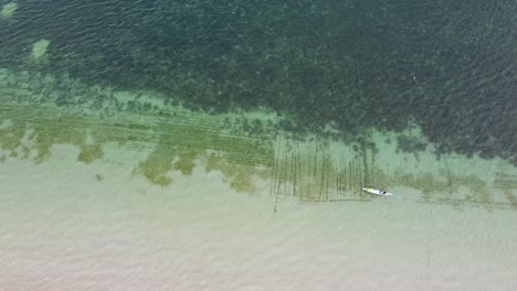 Aerial-traditional-fishing-canoe-travelling-over-a-shoreline-seaweed-farm-producing-food-for-international-export-in-crystal-clear-ocean-water,-top-down-birds-eye-view-drone