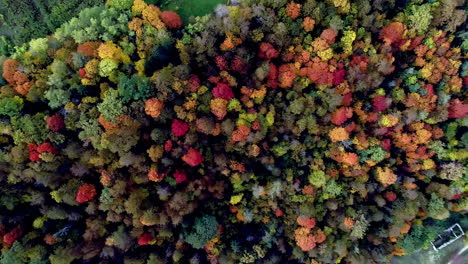 Birds-eye-view-drone-shot-flying-over-dense-forest-of-autumn-coloured-leaves
