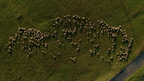 Summer-evening-aerial-top-down-zoom-in-view-of-a-herd-of-white-sheep-grazing-on-a-meadow-close-to-a-road