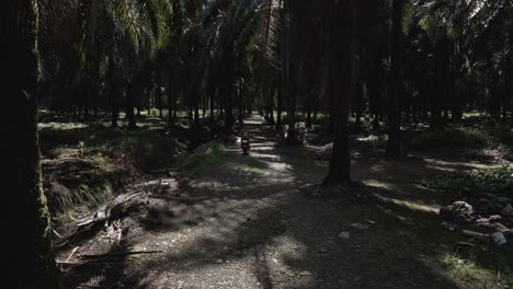 Young-man-driving-a-scooter-through-a-dark,-tropical-palm-oil-plantation-on-a-sunny-day-in-Costa-Rica