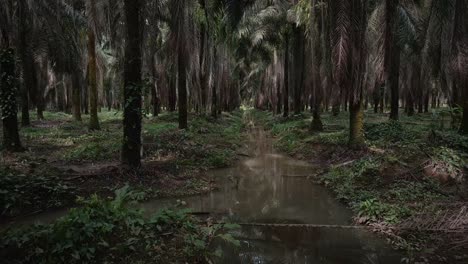 Narrow-trench-filled-with-brown-water-leading-through-a-large,-commercial-palm-oil-plantation-in-Costa-Rica