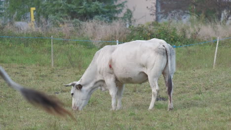 Cow-grazing-in-rural-farm