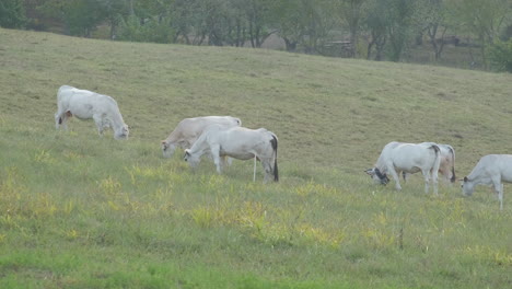 Graze-of-white-cows-farming-in-rural-field-farm