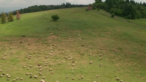 Aerial-orbit-view-of-hundreds-of-white-and-brown-sheep-grazing-on-a-meadow-with-beautiful-mountains-in-the-background