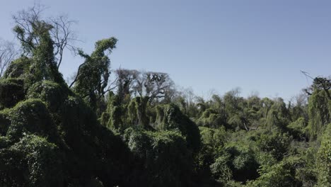 Pantanal-after-fire---aerial-drone-showing-vegetation-taking-over-dead-trees