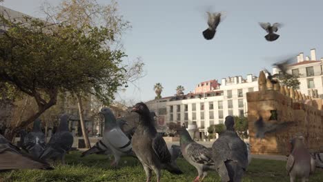 Bandada-De-Palomas-En-La-Hierba-Volando-Juntas-Y-Volviendo-A-Aterrizar-En-El-Parque