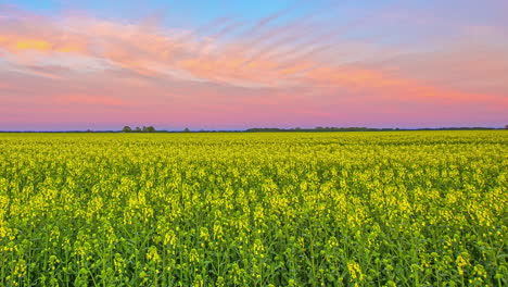 Beautiful-Rapeseed-Fields-In-Pink-Sunset---wide-shot-fusion-clip