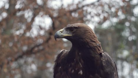 Golden-eagle-and-forest-background,-static-low-angle-closeup-view-of-head,-beak-and-eyes