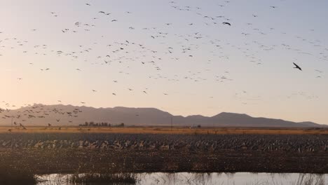 Tons-of-sandhill-cranes-landing-at-sunset-in-a-small-pond