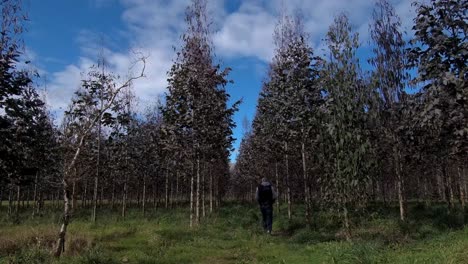 Adult-Male-Walking-Through-Eucalyptus-Tree-Plantation-Into-Horizon