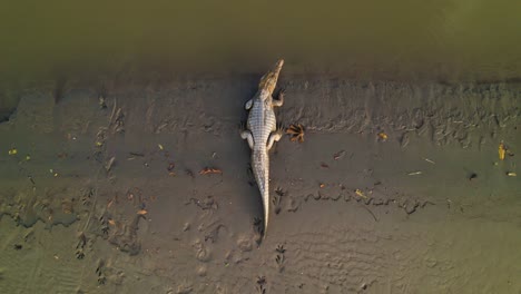 The-alligator-rests-on-the-muddy-bank-of-turbid-water