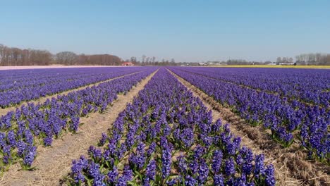 Purple-Hyacinthus-Orientalis-On-The-Meadow-During-Springtime-In-Holland,-Netherlands