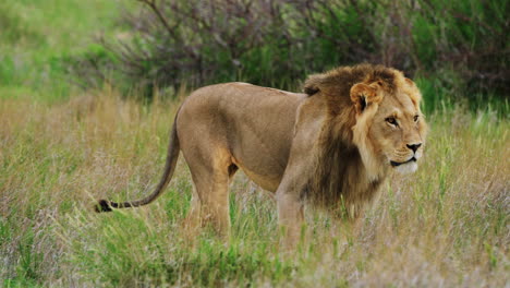 Löwe,-Der-In-Der-Savanne-Spaziert-Und-Dann-Im-Zentralen-Kalahari-Wildreservat-Gähnt