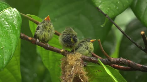 an-orange-bellied-flowerpecker-is-feeding-its-chicks-under-the-rain