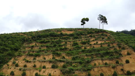 Eine-Landschaft-Aus-Vietnam,-Wo-Viele-Bäume-Gefällt-Werden,-Um-Landwirtschaft-Zu-Betreiben-Und-Kulturen,-Bananen-Und-Kaffee-Anzubauen