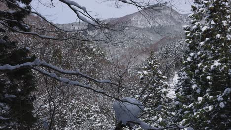 Freshly-fallen-snow-on-tree-tops-of-forest-in-Nagano,-Japanese-Alps