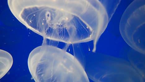 Close-up-shot-white-Jellyfish-hovering-undersea-lighting-by-sun
