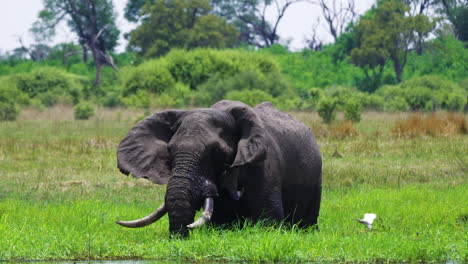 Elephant-In-The-Habitat,-Moremi,-Botswana---wide-shot