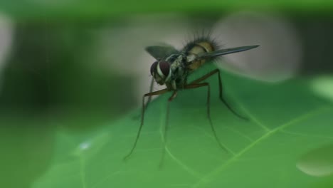 Insekten-In-Der-Natur,-Giftige-Insekten,-Wespen-Auf-Blättern