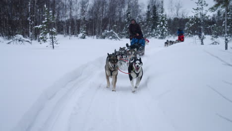 Equipo-De-Perros-Esquimales-Siberianos-Tirando-Del-Trineo-A-Través-De-Bosques-Nevados-En-Muonio,-Laponia,-Finlandia