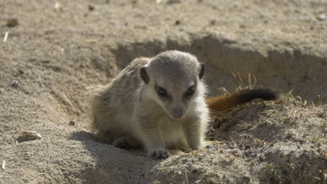 Super-slow-motion-of-wild-Meerkat-chewing-food-after-hunting-prey-in-sunlight---close-up-shot